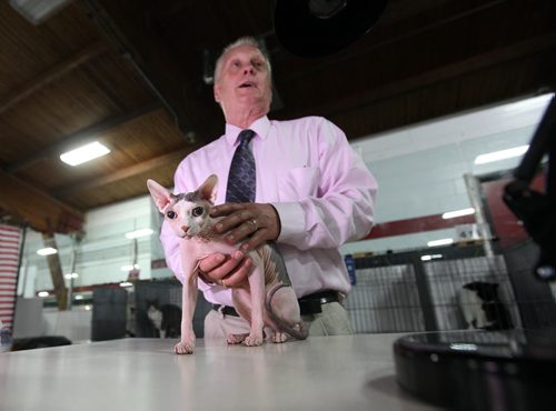 PET PAGE;  Cat judge Alan Lanners, looks over and describes a Sphynx cat that came in first in the PJ category during the judging of household cats at the Manitoba Cat Club show at St. Vital Centennial Arena Saturday.   See Doug Speirs story.   July 04, 2015 Ruth Bonneville / Winnipeg Free Press