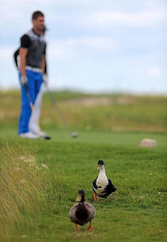 Ducks look on as Brett Thompson tries to qualify for the Players Cup, during a qualifying round at Southwood, Monday, July 6, 2015. (TREVOR HAGAN/WINNIPEG FREE PRESS)