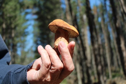 0511: A large bolete, also known as a porcini mushroom.  Bartley Kives / Winnipeg Free Press 2015