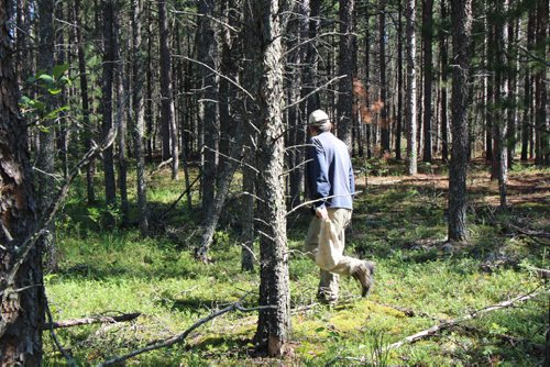 Bernard Mirlycourtois on the hunt for boletes and chanterelles in Sandilands Provincial Forest.  Bartley Kives / Winnipeg Free Press 2015