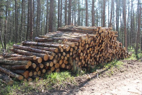 0531: Felled trees, stacked as logs and ready for transport out of Sandilands Provincial Forest.  Bartley Kives / Winnipeg Free Press