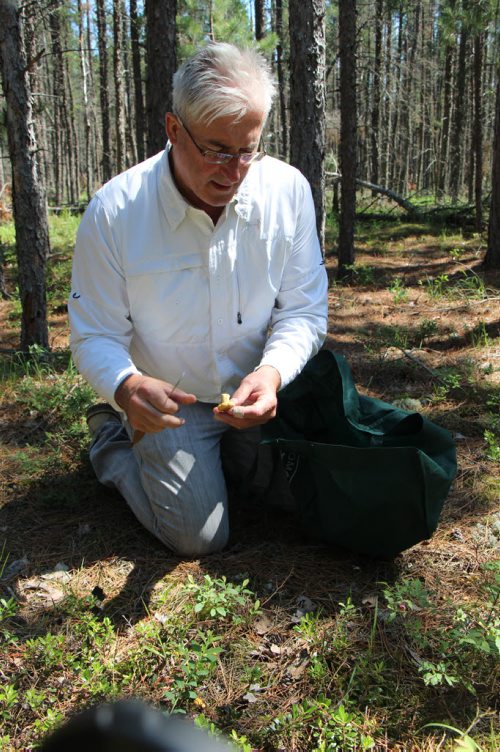 0552: Jim Jaworski, collecting chanterelles in Sandilands Provincial Forest.  Bartley Kives / Winnipeg Free Press 2015