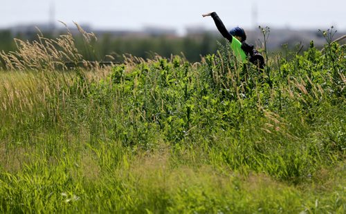 A member of Winnipeg Search and Rescue communicates with another WINSAR member while searching for Thelma Krull in East Kildonan, Sunday, July 12, 2015. (TREVOR HAGAN/WINNIPEG FREE PRESS)