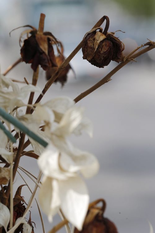 July 12, 2015 - 150712  -  On Monday, July 13, 2015 dead and artificial flowers hang from this lamp post on Keewatin at Burrows where Gloria Davey was killed when she was hit by a city bus.  John Woods / Winnipeg Free Press