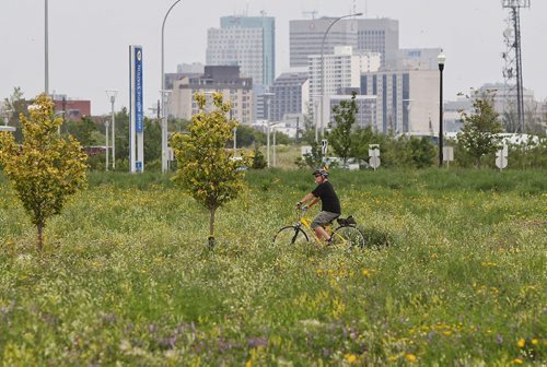 A cyclist rides along Berwick Ct. towards the path that runs along the Southwest Rapid Transit Corridor Tuesday afternoon.  150714 July 14, 2015 MIKE DEAL / WINNIPEG FREE PRESS