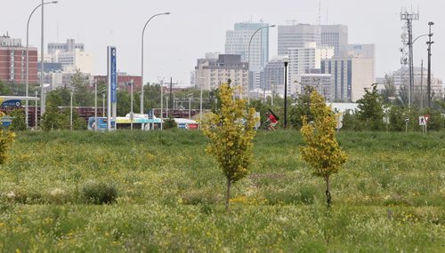 A cyclist rides along Morley Ave. towards the path that runs along the Southwest Rapid Transit Corridor Tuesday afternoon.  150714 July 14, 2015 MIKE DEAL / WINNIPEG FREE PRESS