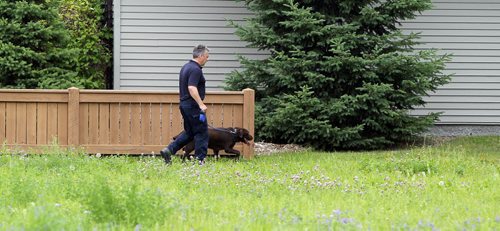 The dog from the fire commissioners office was called in to help  scour the area around Kimberly and London search for missing Thelma Krull. BORIS MINKEVICH/WINNIPEG FREE PRESS July 14, 2015