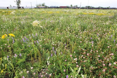 The weed filled Fort Rouge Yards is a barren 2km stretch of land north of Jubilee running parallel to the Southwest Rapid Transit Corridor. 150714 July 14, 2015 MIKE DEAL / WINNIPEG FREE PRESS
