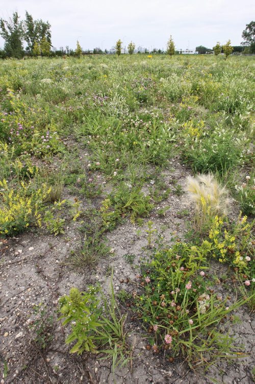 The weed filled Fort Rouge Yards is a barren 2km stretch of land north of Jubilee running parallel to the Southwest Rapid Transit Corridor. 150714 July 14, 2015 MIKE DEAL / WINNIPEG FREE PRESS
