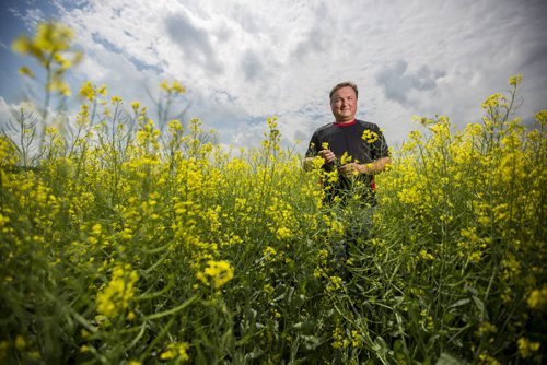 Doug Chorney, East Selkirk farmer, stands in his canola fields on Wednesday, July 15, 2015.  The haze has created optimal conditions for growing, and Manitoba is looking forward to a number harvest this year.   Mikaela MacKenzie / Winnipeg Free Press