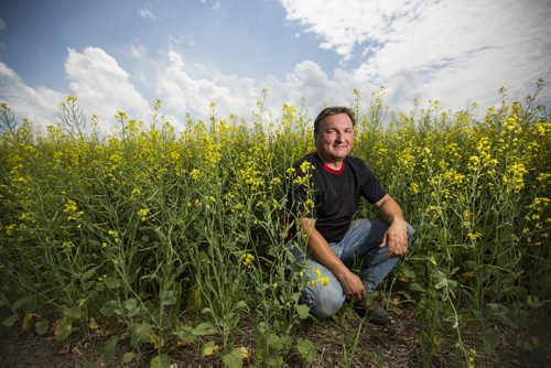 Doug Chorney, East Selkirk farmer, in his canola fields on Wednesday, July 15, 2015.  The haze has created optimal conditions for growing, and Manitoba is looking forward to a number harvest this year.   Mikaela MacKenzie / Winnipeg Free Press