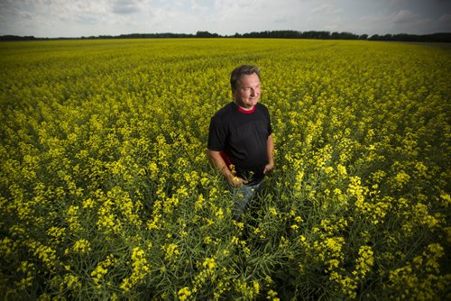 Doug Chorney, East Selkirk farmer, stands in his canola fields on Wednesday, July 15, 2015.  The haze has created optimal conditions for growing, and Manitoba is looking forward to a number harvest this year.   Mikaela MacKenzie / Winnipeg Free Press