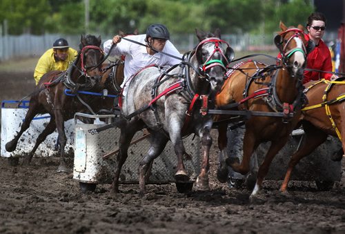 Drivers steer their chariots around the track at the Morris Grandstand during races at the 52nd annual Morris Stampede Friday afternoon.    July 16,, 2015 Ruth Bonneville / Winnipeg Free Press