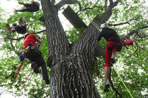 Sisters Teri-Lynn Kosinski (grey shirt) and Carrie O'Conaill (blank tank), learn to climb a large elm tree at St. Vital Park Saturday reaching heights of 45+ feet with the help of Chris Barkman (guy) and Lori Fast (red pants) with Tree Climbing Adventures Saturday morning.  Ter-Lynn Kosinski used to love climbing trees as a kid so her sister, Carrie decided to buy her a tree climbing adventure day for her birthday.  Teri-Lynn said it was the best birthday gift ever and plans on participating in more tree climbing adventures with the company in the future. For more information on tree climbing see www.thebarkman.ca   Standup photo story. July 18,, 2015 Ruth Bonneville / Winnipeg Free Press