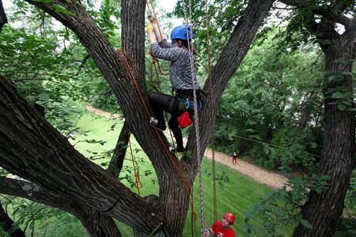 Sisters Teri-Lynn Kosinski (grey shirt) and Carrie O'Conaill (blank tank), learn to climb a large elm tree at St. Vital Park Saturday reaching heights of 45+ feet with the help of Chris Barkman (guy) and Lori Fast (red pants) with Tree Climbing Adventures Saturday morning.  Ter-Lynn Kosinski used to love climbing trees as a kid so her sister, Carrie decided to buy her a tree climbing adventure day for her birthday.  Teri-Lynn said it was the best birthday gift ever and plans on participating in more tree climbing adventures with the company in the future. For more information on tree climbing see www.thebarkman.ca   Standup photo story. July 18,, 2015 Ruth Bonneville / Winnipeg Free Press
