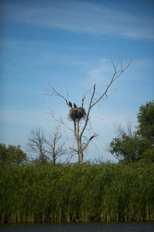 Two eagles sit by a nest at the Netley-Libau March just off Lake Winnipeg on Wednesday, July 22, 2015.  Because of continuous high water levels, the marsh ecosystem is suffering in many ways. Mikaela MacKenzie / Winnipeg Free Press