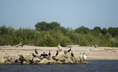 Cormorants and pelicans on a beach near the Netley-Libau March just off Lake Winnipeg on Wednesday, July 22, 2015.  Because of continuous high water levels, the marsh ecosystem is suffering in many ways. Mikaela MacKenzie / Winnipeg Free Press