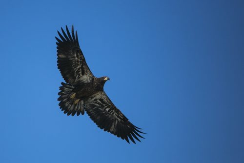 A young eagle flies above the Netley-Libau March just off Lake Winnipeg on Wednesday, July 22, 2015.  Because of continuous high water levels, the marsh ecosystem is suffering in many ways. Mikaela MacKenzie / Winnipeg Free Press