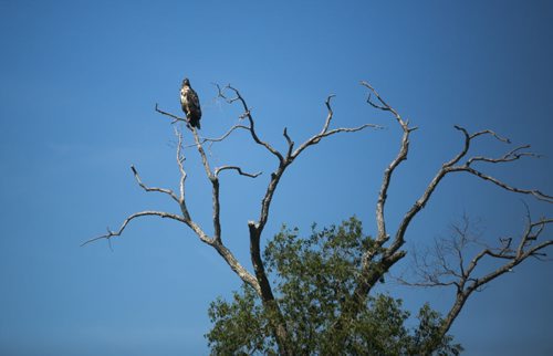 A young eagle surveys the marsh from a tree at the Netley-Libau March just off Lake Winnipeg on Wednesday, July 22, 2015.  Because of continuous high water levels, the marsh ecosystem is suffering in many ways. Mikaela MacKenzie / Winnipeg Free Press