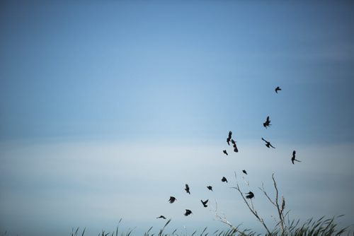 Red-winged blackbirds take off at the Netley-Libau March just off Lake Winnipeg on Wednesday, July 22, 2015.  Because of continuous high water levels, the marsh ecosystem is suffering in many ways. Mikaela MacKenzie / Winnipeg Free Press