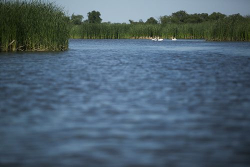 Pelicans at the Netley-Libau March just off Lake Winnipeg on Wednesday, July 22, 2015.  Because of continuous high water levels, the marsh ecosystem is suffering in many ways. Mikaela MacKenzie / Winnipeg Free Press