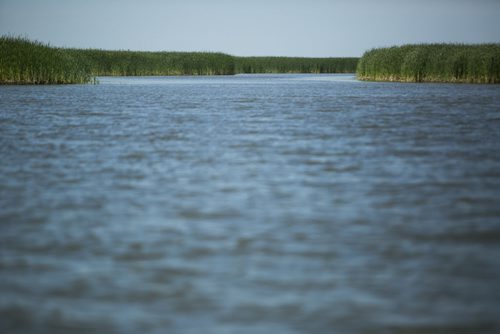 The Netley-Libau March just off Lake Winnipeg on Wednesday, July 22, 2015.  Because of continuous high water levels, the marsh ecosystem is suffering in many ways. Mikaela MacKenzie / Winnipeg Free Press