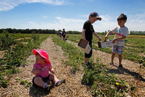 Vanessa Cabral takes her two kids Julia - 14months (pink hat) and son Jacob - 7yrs along with their cousins and friend to Boonstra Farms to pick a basket full of strawberries Wednesday afternoon. It took longer than she anticipated due to some of the kids finding the dark, juicy fruit irresistible to munch on even after several attempts to curb them. The strawberry season is set to close but raspberry season is open with a bumper crop. Set of Standup photos that could be used alone or group. Names - Julie Cabral on left with her brother Jacob - centre and neighbour friend Ryler Hoare - 5yrs. July 22,, 2015 Ruth Bonneville / Winnipeg Free Press
