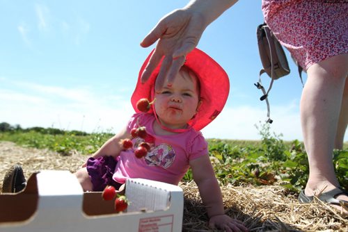 Vanessa Cabral tries to fill up basket full of fresh strawberries as little Julia - 14months  can't stop eating them.   Vanessa Cabral takes her two kids Julia - 14months (pink hat) and son Jacob - 7yrs along with their cousins and friend to Boonstra Farms  to pick a basket full of strawberries Wednesday afternoon.  It took longer than she anticipated due to some of the kids finding the dark, juicy fruit irresistible to munch on even after several attempts to curb them.  The strawberry season is set to close but raspberry season is open with a bumper crop. Set of Standup photos that could be used alone or group.    July 22,, 2015 Ruth Bonneville / Winnipeg Free Press