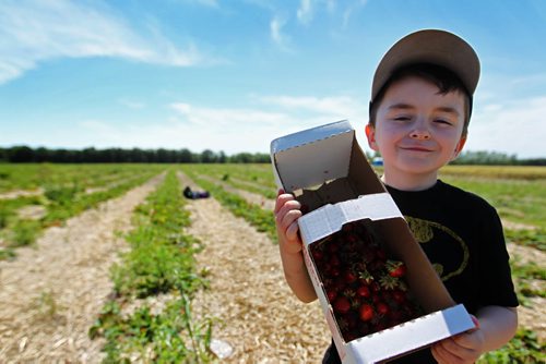 Seven-year-old Jacob Cabral shows off the strawberries he has picked so far during family outing to Boonstra Farms Wednesday.  Vanessa Cabral takes her two kids Julia - 14months (pink hat) and son Jacob - 7yrs along with their cousins and friends to Boonstra Farms  to pick a basket full of strawberries Wednesday afternoon.  It took longer than she anticipated due to some of the kids finding the dark, juicy fruit irresistible to munch on even after several attempts to curb them.  The strawberry season is set to close but raspberry season is open with a bumper crop. Set of Standup photos that could be used alone or group.    July 22,, 2015 Ruth Bonneville / Winnipeg Free Press
