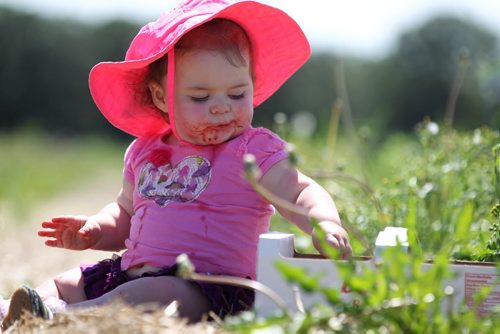 Fourteen-month-old Julia Cabral can't stop herself from munching on the delicious, juicy strawberries her mother - Vanessa Cabral has picked and thrown into the basket Wednesday at Boonstra Farms.  Vanessa Cabral takes her two kids Julia - 14months (pink hat) and son Jacob - 7yrs (batman shirt) along with their cousins and friend to Boonstra Farms  to pick a basket full of strawberries Wednesday afternoon.  It took longer than she anticipated due to some of the kids finding the dark, juicy fruit irresistible to munch on even after several attempts to curb them.  The strawberry season is set to close but raspberry season just opened with a bumper crop. Set of Standup photos that could be used alone or group.    July 22,, 2015 Ruth Bonneville / Winnipeg Free Press
