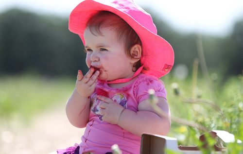 Fourteen-month-old Julia Cabral can't stop herself from munching on the delicious, juicy strawberries her mother - Vanessa Cabral has picked and thrown into the basket Wednesday at Boonstra Farms.  Vanessa Cabral takes her two kids Julia - 14months (pink hat) and son Jacob - 7yrs (batman shirt) along with their cousins and friends to Boonstra Farms  to pick a basket full of strawberries Wednesday afternoon.  It took longer than she anticipated due to some of the kids finding the dark, juicy fruit irresistible to munch on even after several attempts to curb them.  The strawberry season is set to close but raspberry season just opened with a bumper crop. Set of Standup photos that could be used alone or group.    July 22,, 2015 Ruth Bonneville / Winnipeg Free Press