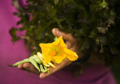 Ami Bakerman, gardener with Citigrow, holds produce from one of their 38 urban gardens in Winnipeg on Thursday, July 23, 2015.  Mikaela MacKenzie / Winnipeg Free Press