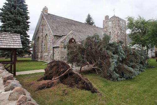 A large spruce tree lies beside the St. Mary's Anglican Church in Virden, MB after a monster storm Monday night.  150728 July 28, 2015 MIKE DEAL / WINNIPEG FREE PRESS