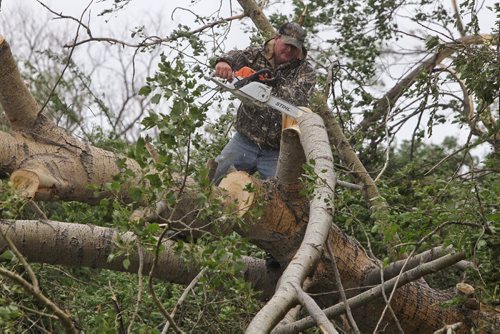 Bob Raynor cuts up a massive tree one of dozens that were torn up from a tornado that went through his fathers property Monday night near Tilston, MB.  150728 July 28, 2015 MIKE DEAL / WINNIPEG FREE PRESS