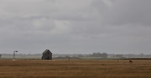 A rainstorm moves across the horizon behind an old farm and some cows along Hwy 83 south of Virden, MB Tuesday afternoon.  150728 July 28, 2015 MIKE DEAL / WINNIPEG FREE PRESS