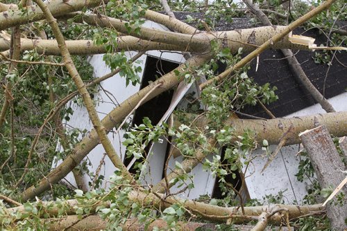 Fred Raynor's  shed sits underneath fallen trees in his yard after a tornado passed overhead  Monday night close to Tilston, MB.  150728 July 28, 2015 MIKE DEAL / WINNIPEG FREE PRESS