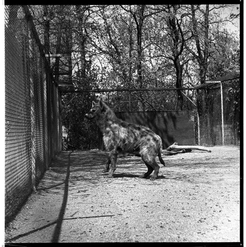 On May 25, 1961 the Assiniboine Park Zoo put the young siberian tiger cubs Adam and Eve together in the same enclosure with the hopes that they would eventually mate. There was a concern that they would not get along, Winnipeg Free Press photographer Dave Bonner was on hand to see what would happen. He also photographed a couple other animals, a hyena, and a swan. May 25, 1961 Dave Bonner / Winnipeg Free Press fparchives