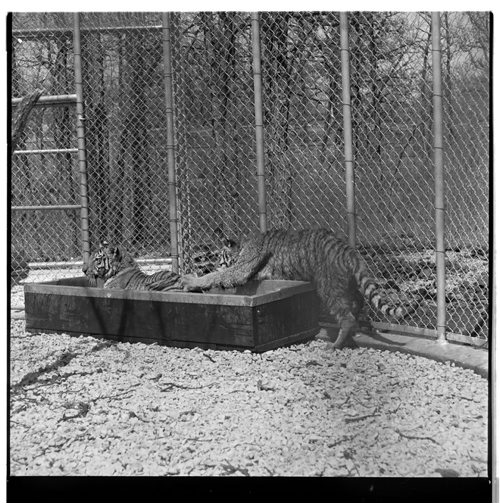 On May 25, 1961 the Assiniboine Park Zoo put the young siberian tiger cubs Adam and Eve together in the same enclosure with the hopes that they would eventually mate. There was a concern that they would not get along, Winnipeg Free Press photographer Dave Bonner was on hand to see what would happen. He also photographed a couple other animals, a hyena, and a swan. May 25, 1961 Dave Bonner / Winnipeg Free Press fparchives