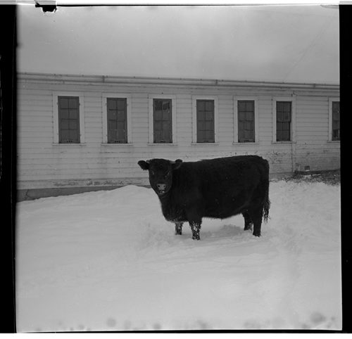 A photo of a cow was found in an envelope of negatives labeled "Snow etc. Traffic" February 13, 1962 Bill Rose / Winnipeg Free Press fparchives