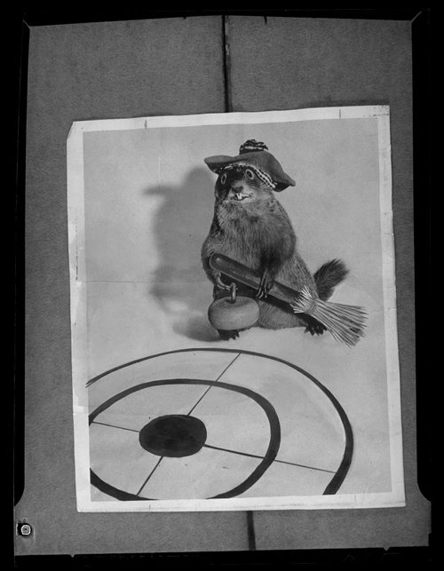 A copy photograph of a groundhog dressed as a curler. no date Winnipeg Free Press fparchives