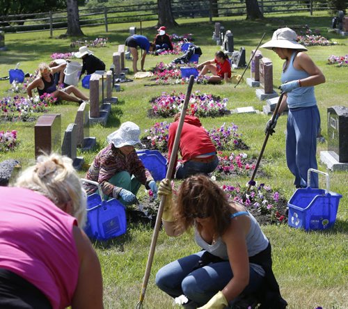 Workers weed the plots containing the 64,000 petunias that are in "perpetual care" in the Riverside Cemetery in Neepawa, Mb.  When people buy a plot, there's a fee attached to pay for the petunias, and every grave gets 24 petunias. This has been going on for the better part of a century. Bill Redekop story. Wayne Glowacki / Winnipeg Free Press July 28 2015