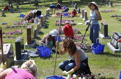 Workers weed the plots containing the 64,000 petunias that are in "perpetual care" in the Riverside Cemetery in Neepawa, Mb.  When people buy a plot, there's a fee attached to pay for the petunias, and every grave gets 24 petunias. This has been going on for the better part of a century. Bill Redekop story. Wayne Glowacki / Winnipeg Free Press July 28 2015