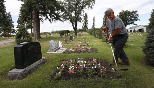 Cemetery Custodian Jack Follows trims around a grave. There are  64,000 petunias that are in "perpetual care" in the Riverside Cemetery in Neepawa, Mb.  When people buy a plot, there's a fee attached to pay for the petunias, and every grave gets 24 petunias. This has been going on for the better part of a century. Bill Redekop story. Wayne Glowacki / Winnipeg Free Press July 28 2015