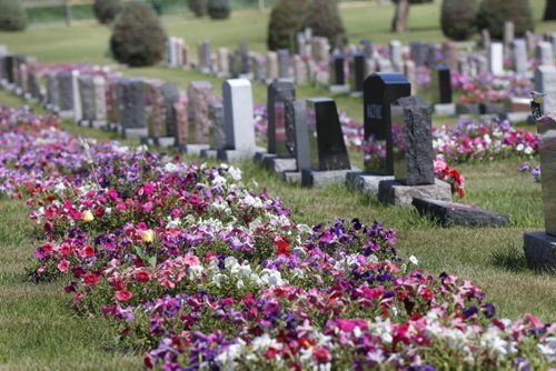 Some of the 64,000 petunias that are in "perpetual care" in the Riverside Cemetery in Neepawa, Mb.  When people buy a plot, there's a fee attached to pay for the petunias, and every grave gets 24 petunias. This has been going on for the better part of a century. Bill Redekop story. Wayne Glowacki / Winnipeg Free Press July 28 2015