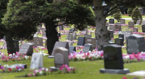 Some of the 64,000 petunias that are in "perpetual care" in the Riverside Cemetery in Neepawa, Mb.  When people buy a plot, there's a fee attached to pay for the petunias, and every grave gets 24 petunias. This has been going on for the better part of a century. Bill Redekop story. Wayne Glowacki / Winnipeg Free Press July 28 2015