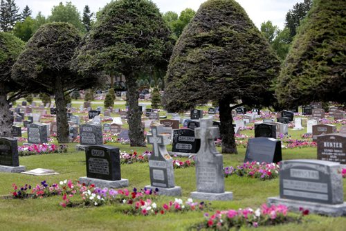 Some of the 64,000 petunias that are in "perpetual care" in the Riverside Cemetery in Neepawa, Mb.  When people buy a plot, there's a fee attached to pay for the petunias, and every grave gets 24 petunias. This has been going on for the better part of a century. Bill Redekop story. Wayne Glowacki / Winnipeg Free Press July 28 2015