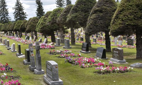 Some of the 64,000 petunias that are in "perpetual care" in the Riverside Cemetery in Neepawa, Mb.  When people buy a plot, there's a fee attached to pay for the petunias, and every grave gets 24 petunias. This has been going on for the better part of a century. Bill Redekop story. Wayne Glowacki / Winnipeg Free Press July 28 2015