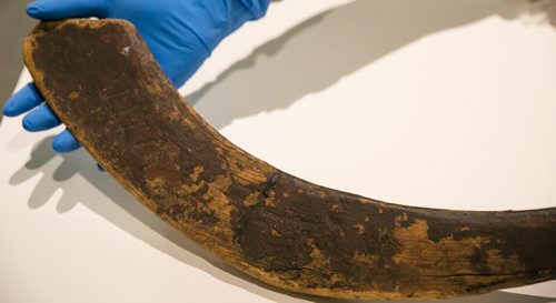 Canada's oldest known hockey stick on display at the Manitoba Museum, on loan from the Canadian Museum of History. The initials W.M. carved into the blade helped determine the owner was William Moffatt. The stick, which originates from Cape Breton in the 1830s, is shaped in the Mi'kmaq style from sugar maple wood. July 30, 2015 - MELISSA TAIT / WINNIPEG FREE PRESS