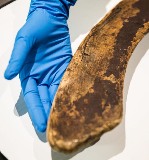 Canada's oldest known hockey stick on display at the Manitoba Museum, on loan from the Canadian Museum of History. The stick, which originates from Cape Breton in the 1830s, is shaped in the Mi'kmaq style from sugar maple wood. July 30, 2015 - MELISSA TAIT / WINNIPEG FREE PRESS