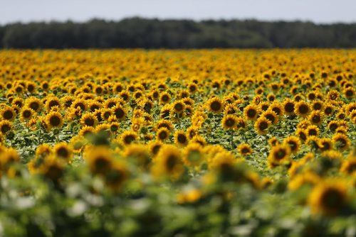 Sunflowers on Highway 8, north of Highway 67, Saturday, August, 8, 2015. (TREVOR HAGAN/WINNIPEG FREE PRESS)